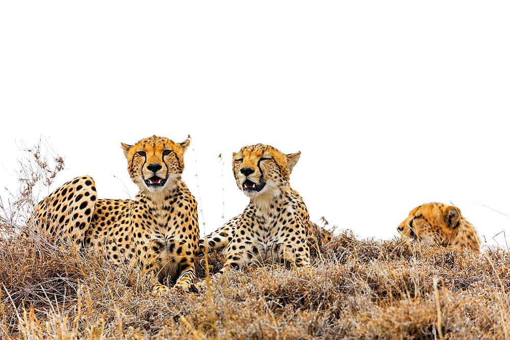 Cheetah (Acinonyx jubatus), Ngorongoro Crater Conservation Area, UNESCO World Heritage Site, Tanzania, East Africa, Africa