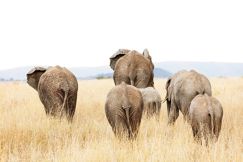 Family of African elephant (Loxodonta africana), Serengeti National Park, UNESCO World Heritage Site, Tanzania, East Africa, Africa