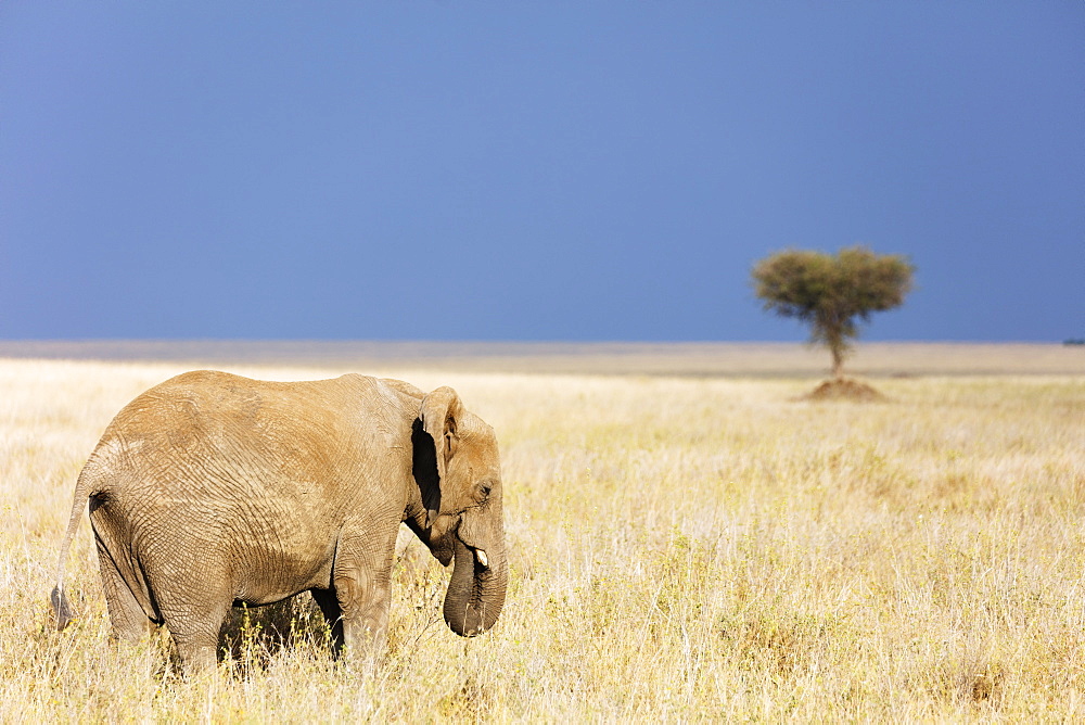 African elephant (Loxodonta africana), Serengeti National Park, UNESCO World Heritage Site, Tanzania, East Africa, Africa