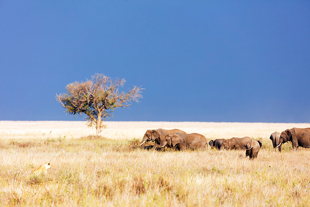 Lioness (Panthera leo) and African elephant (Loxodonta africana), Serengeti National Park, UNESCO World Heritage Site, Tanzania, East Africa, Africa