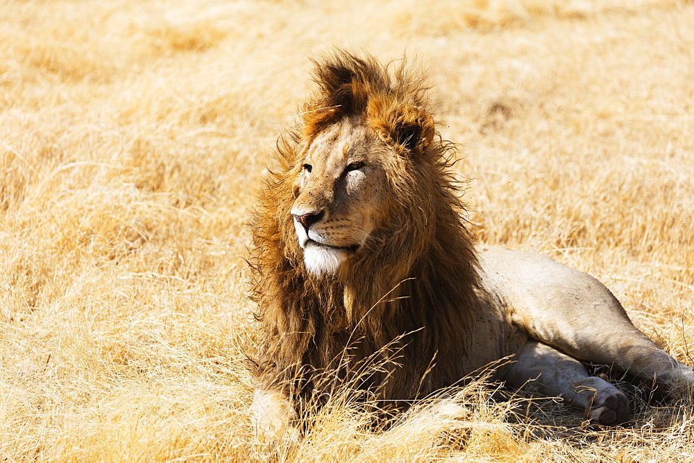 Lion (Panthera leo), Ngorongoro Crater Conservation Area, UNESCO World Heritage Site, Tanzania, East Africa, Africa