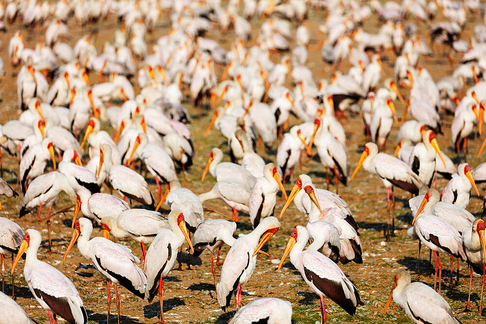 Yellow billed stork (Mycteria ibis), Lake Manyara National Park, Tanzania, East Africa, Africa