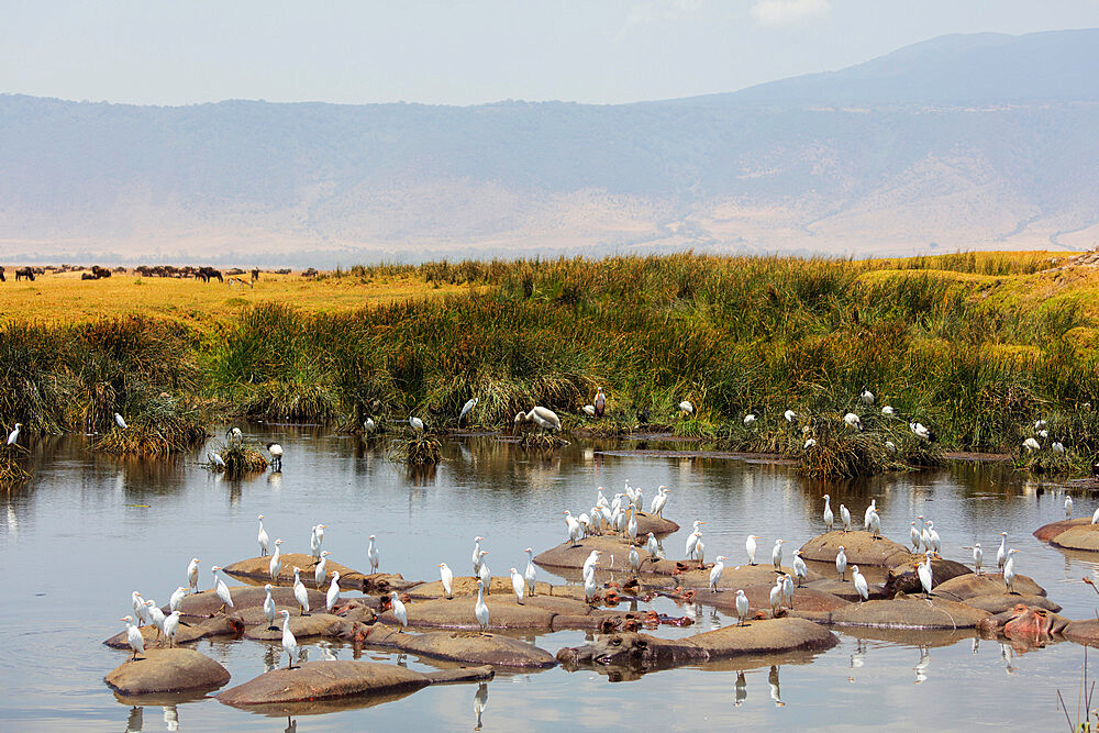 Cattle egret (Bubulcus ibis) and hippo (Hippopotamus amphibius) at a water hole, Ngorongoro Crater, UNESCO World Heritage Site, Tanzania, East Africa, Africa