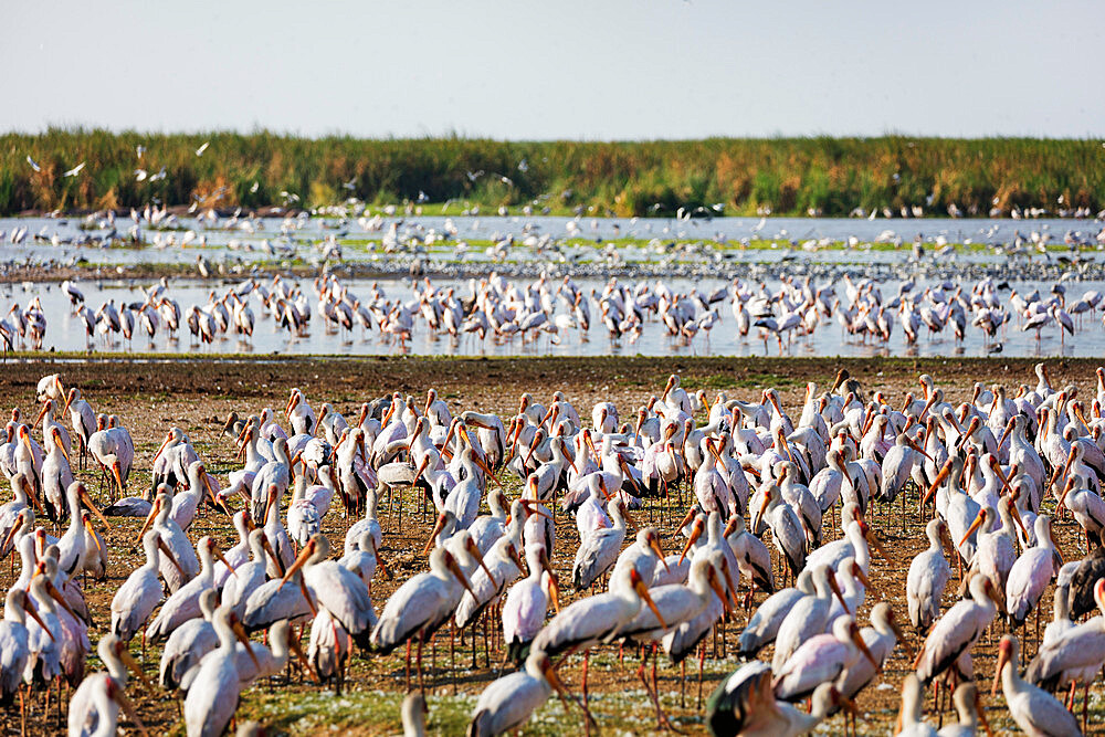 Yellow billed stork (Mycteria ibis), Lake Manyara National Park, Tanzania, East Africa, Africa