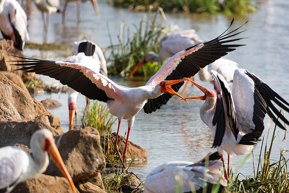 Yellow billed stork (Mycteria ibis) fighting, Lake Manyara National Park, Tanzania, East Africa, Africa