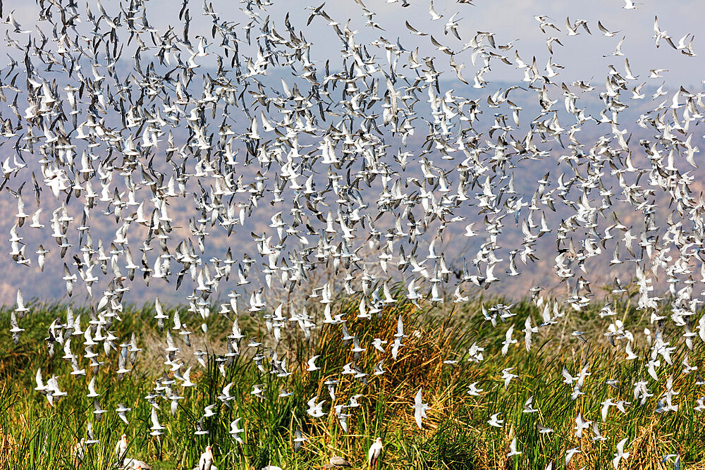 Flock of birds in flight, Lake Manyara National Park, Tanzania, East Africa, Africa