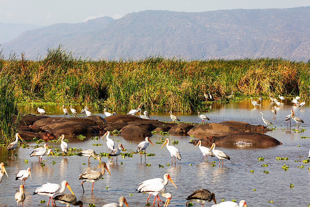 Yellow billed stork (Mycteria ibis) and hippo (Hippopotamus amphibius) at a water hole, Lake Manyara National Park, Tanzania, East Africa, Africa