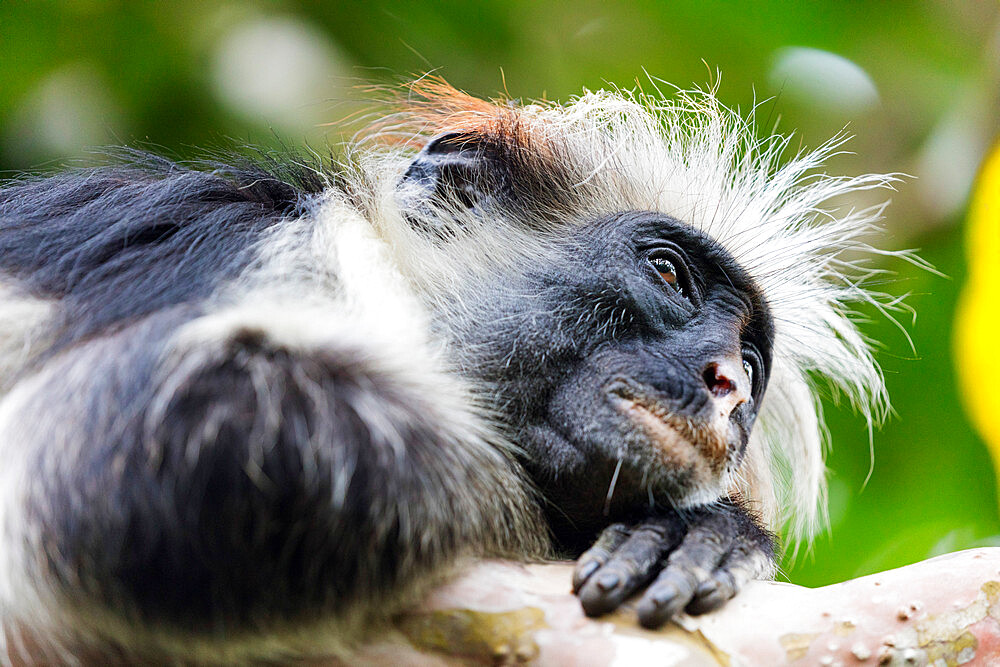 Endemic Red Colobus monkey (Piliocolobus), Jozani Forest, Jozani Chwaka Bay National Park, Island of Zanzibar, Tanzania, East Africa, Africa