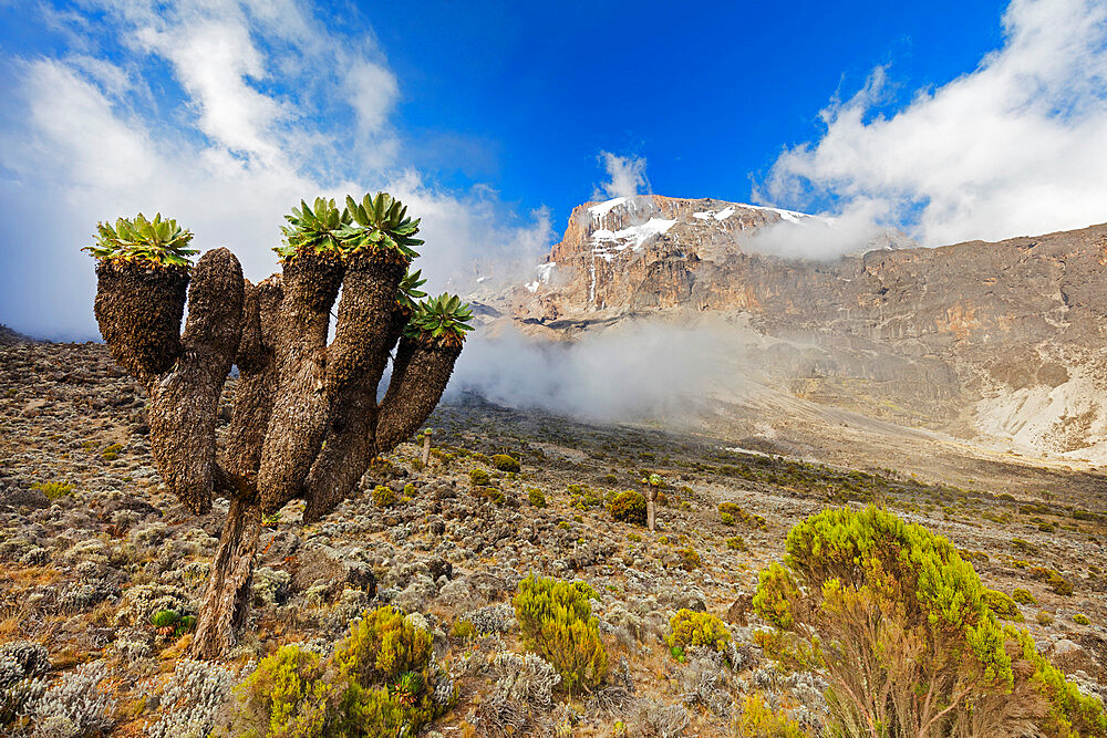 Lobelia morogoroensis plants, Kilimanjaro National Park, UNESCO World Heritage Site, Tanzania, East Africa, Africa