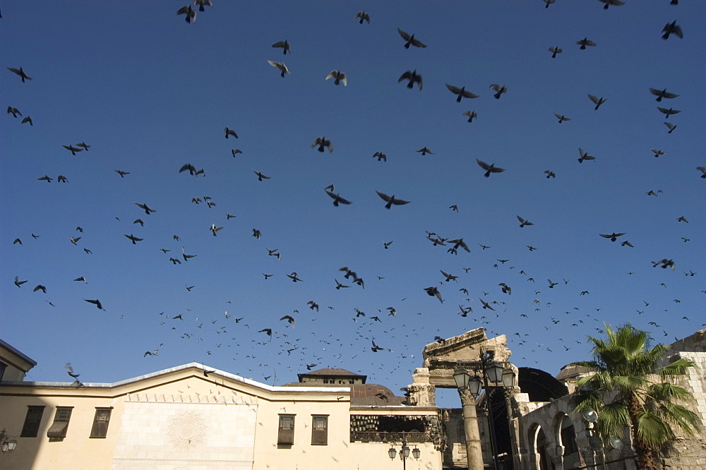 Pigeons in Umayyad Mosque courtyard, Damascus, Syria, Middle East