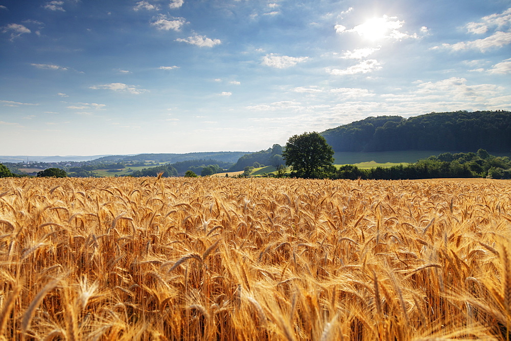 Wheat field, Czech Republic, Europe