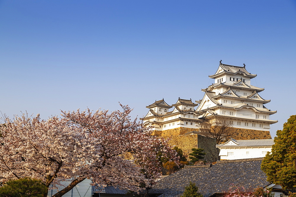 Cherry blossom at the 17th century Himeji Castle, UNESCO World Heritage Site, Hyogo, Honshu, Japan, Asia