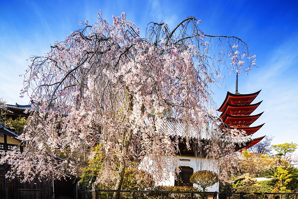 Cherry blossom at Komyoin five story pagoda, UNESCO World Heritage Site, Miyajima Island, Hiroshima Prefecture, Honshu, Japan, Asia