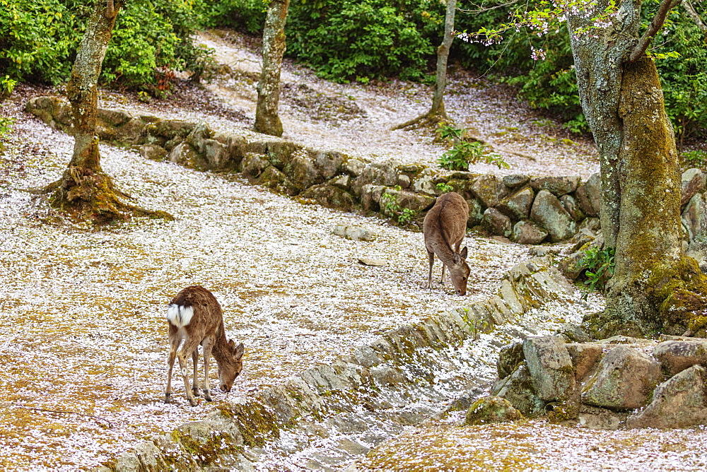 Wild deer and cherry blossom, Miyajima Island, Hiroshima Prefecture, Honshu, Japan, Asia