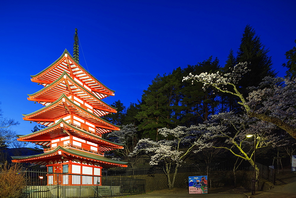 Cherry blossom at Chureito Pagoda in Arakurayama Sengen Park, Yamanashi Prefecture, Honshu, Japan, Asia