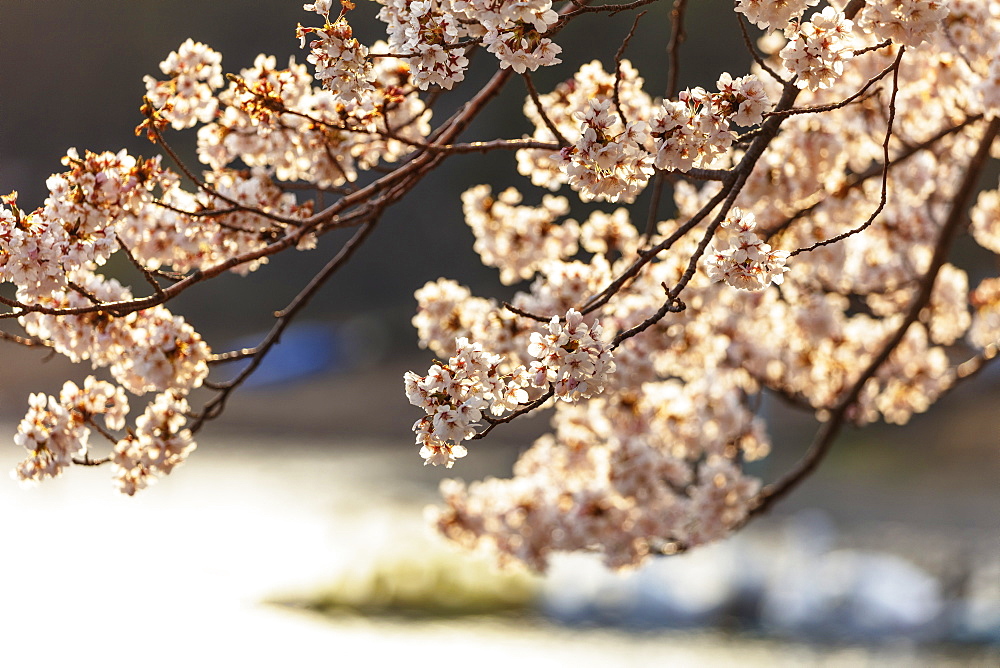 Asia, Japan, Honshu, Yamanashi prefecture, cherry blossom