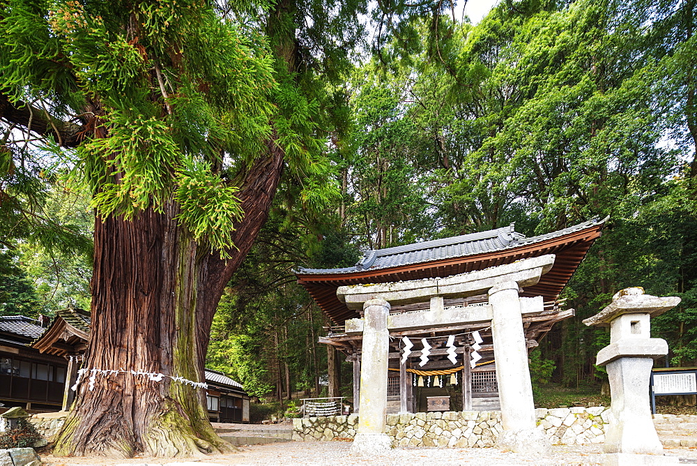 Hachimangu Shrine, Nagano Prefecture, Honshu, Japan, Asia