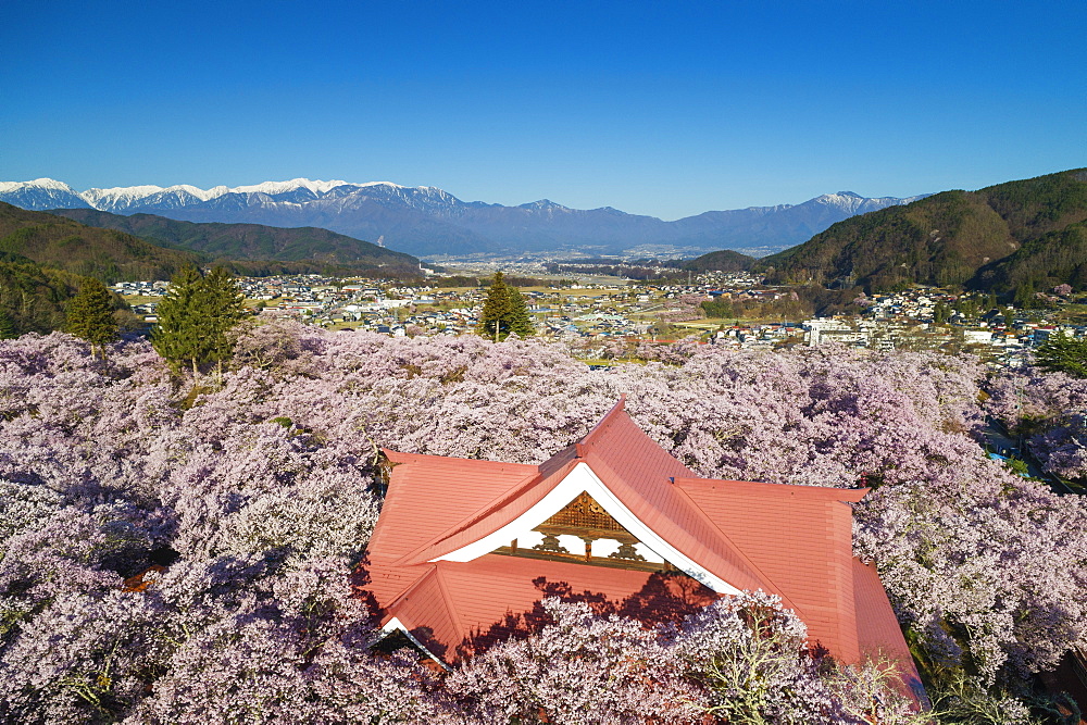 Takato Castle and cherry blossom, Takato, Nagano Prefecture, Honshu, Japan, Asia