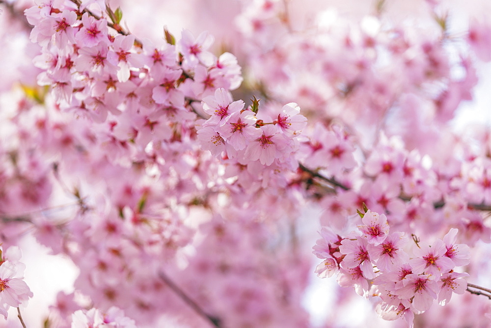 Cherry blossom, Takato, Nagano Prefecture, Honshu, Japan, Asia