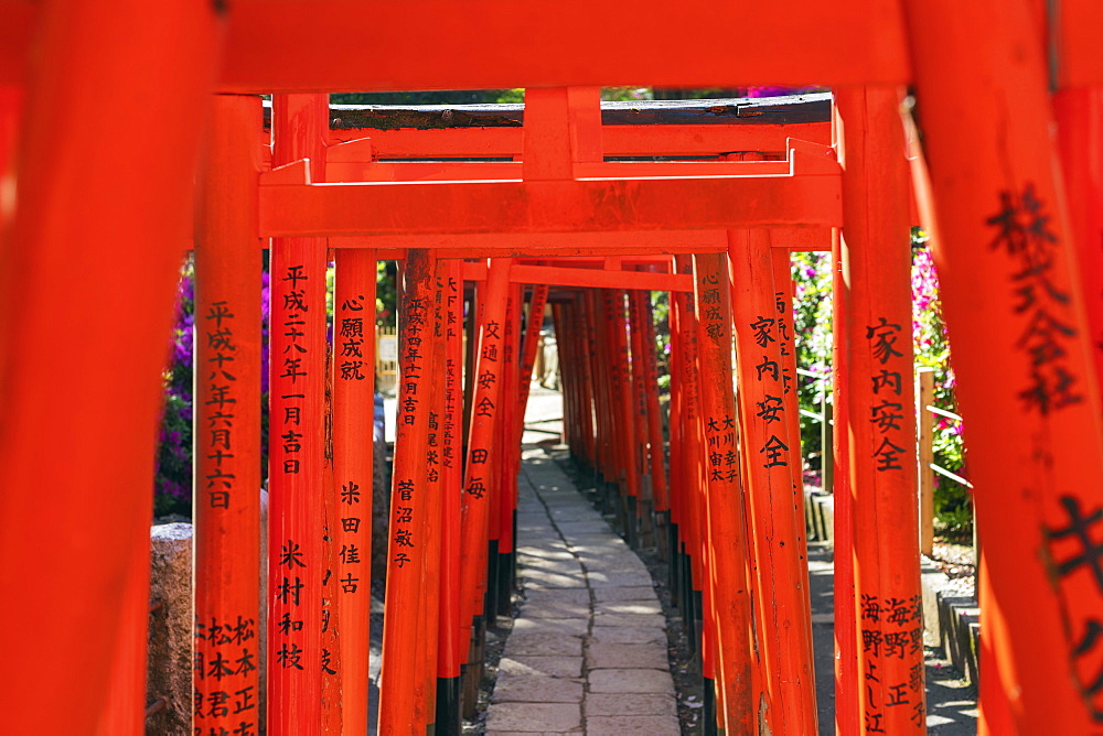 Nezu Shrine, torii gate, Tokyo, Japan, Asia