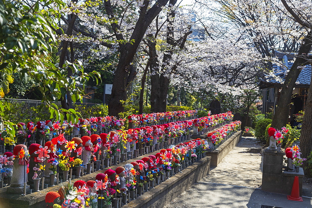 Spring cherry blossoms and Jizo statues, guardian deities of children, Zojoji Temple, Tokyo, Japan, Asia