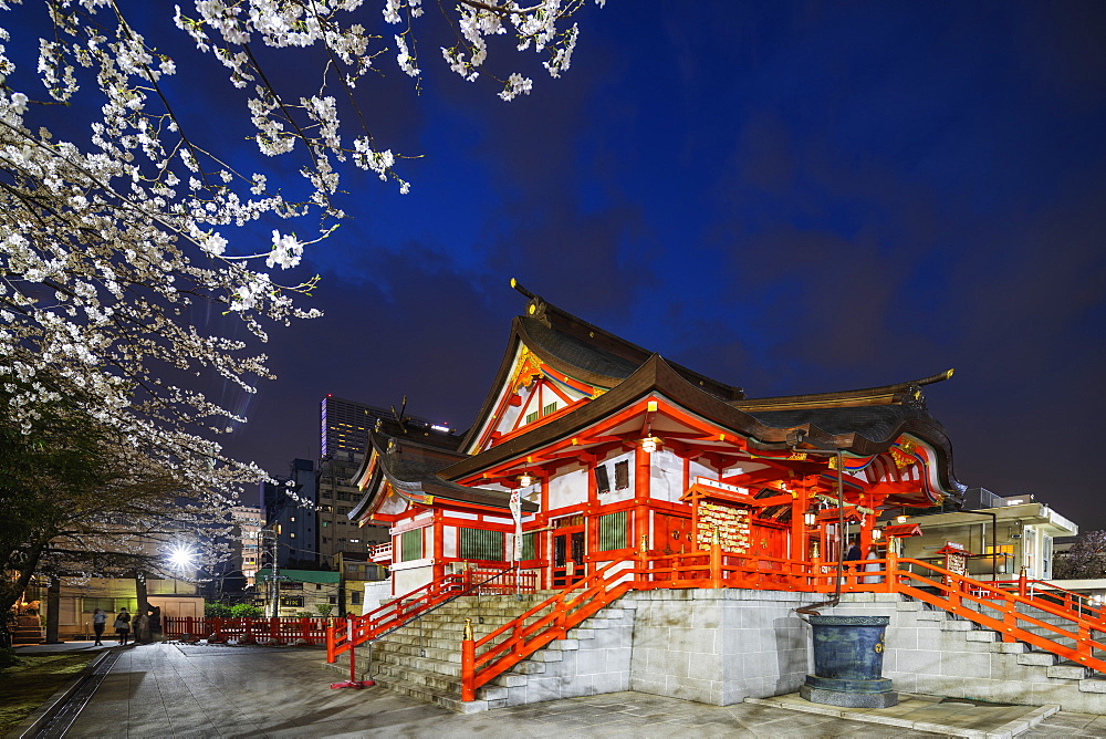 Spring cherry blossoms, Hanazono Shrine, Shinjuku, Tokyo, Japan, Asia