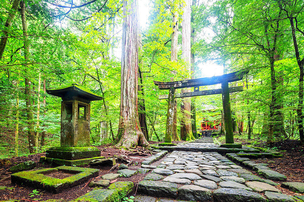 Kitano Shrine torii gate, Nikko, UNESCO World Heritage Site, Tochigi prefecture, Honshu, Japan, Asia