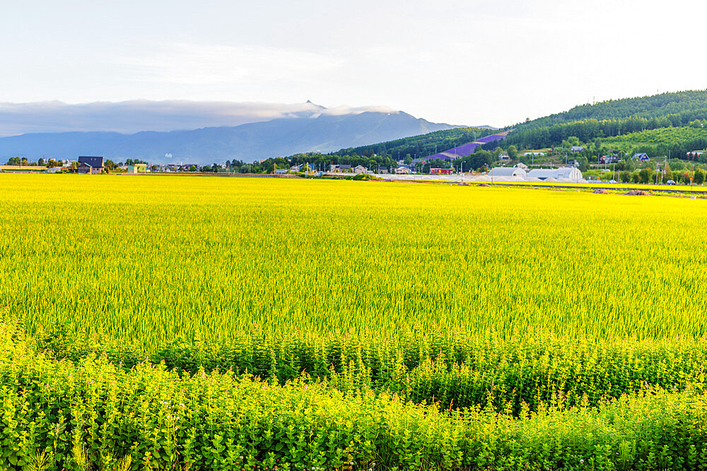 Rice fields, Furano, Hokkaido, Japan, Asia