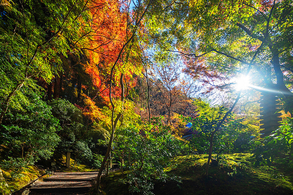 Autumn leaves at Ruriko-in temple, Kyoto, Kansai, Japan, Asia