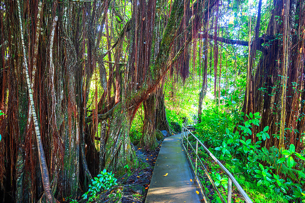 Akaka Falls hiking trail, Big Island, Hawaii, United States of America, North America