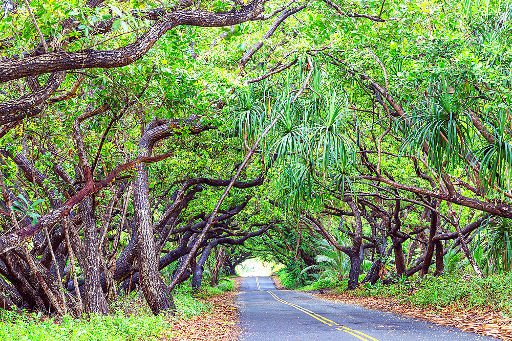 Big Island, Hawaii, United States of America, North America