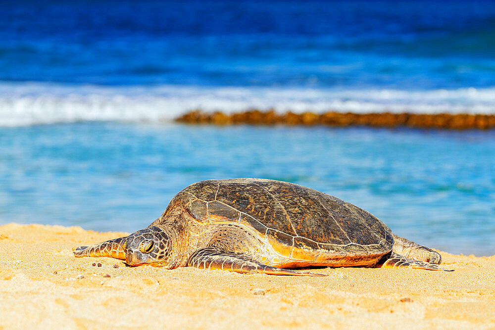 Greenback turtle (Chelonia mydas) on Baldwin Beach, Maui Island, Hawaii, United States of America, North America