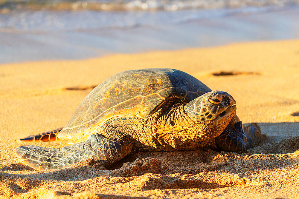 Greenback turtle (Chelonia mydas) on Baldwin Beach, Maui Island, Hawaii, United States of America, North America