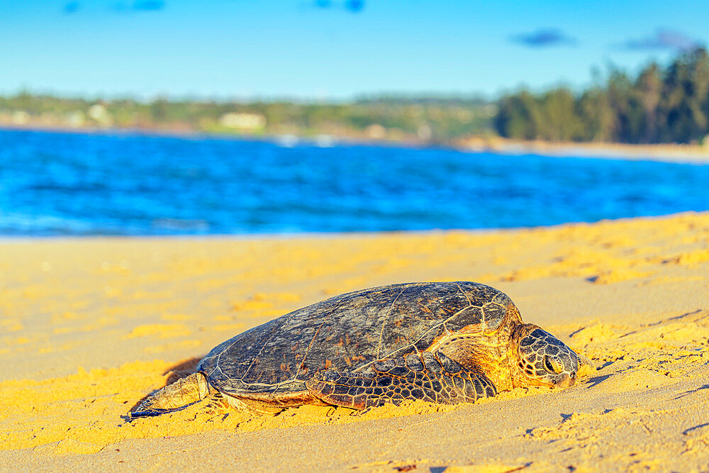 Greenback turtle (Chelonia mydas) on Baldwin Beach, Maui Island, Hawaii, United States of America, North America