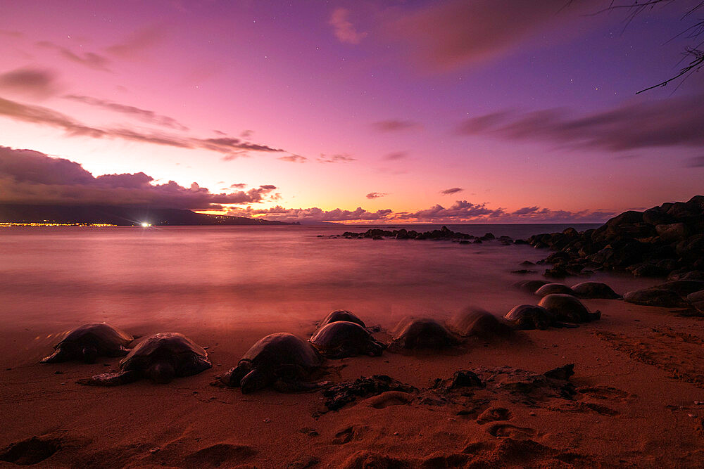 Greenback turtles (Chelonia mydas) on Baldwin Beach, Maui Island, Hawaii, United States of America, North America