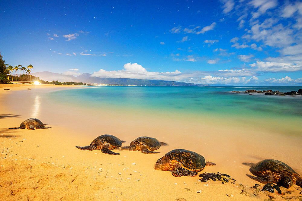 Greenback turtles (Chelonia mydas) on Baldwin Beach, Maui Island, Hawaii, United States of America, North America