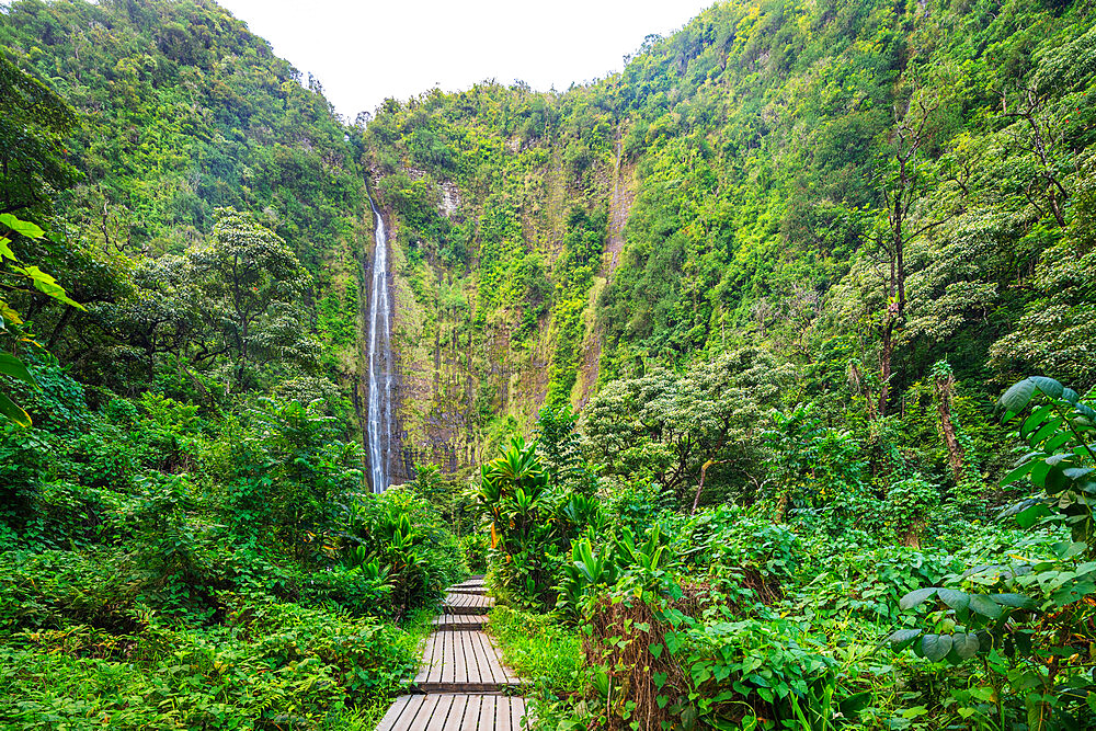 Pipiwai trail, Waimoku falls, Haleakala National Park, Maui Island, Hawaii, United States of America, North America