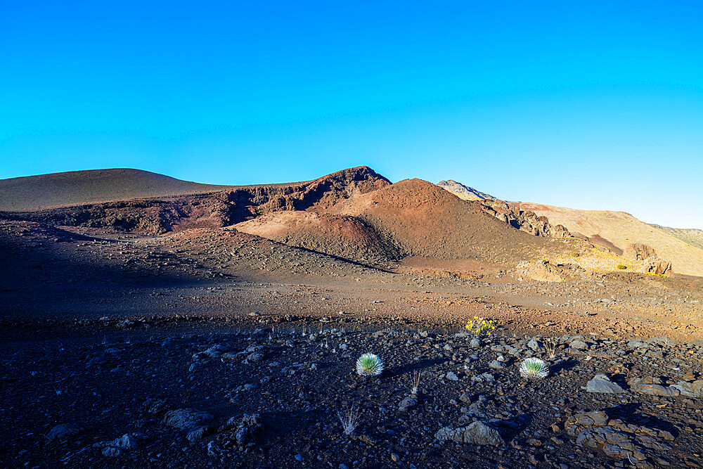 Volcanic landscape, Hawaii silversword (Argyroxiphium sandwicense) endemic, Haleakala National Park, Maui Island, Hawaii, United States of America, North America