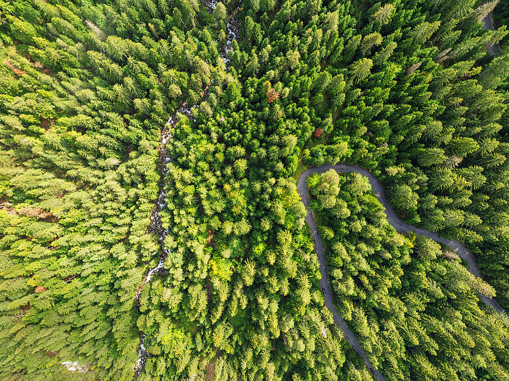 Aerial view of forest near Bansko, Pirin National Park, UNESCO World Heritage Site, Bulgaria, Europe