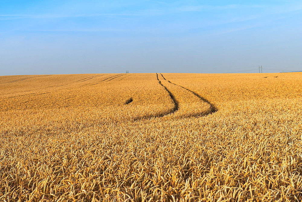 Wheat (Triticum aestivum) field just before harvest, Prezletice, Central Bohemia, Czechia, Europe