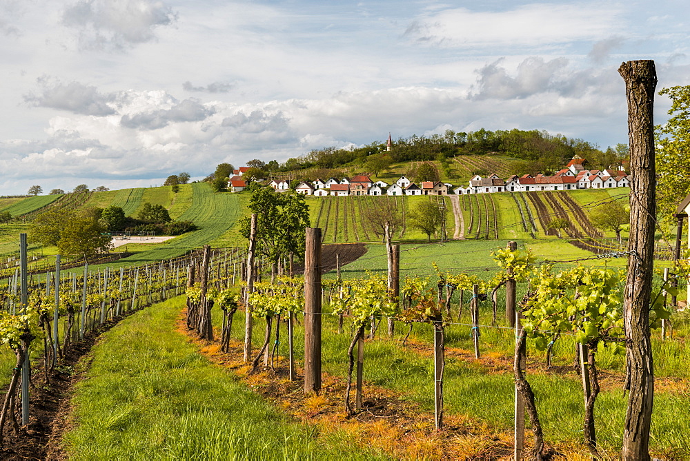 Wine cellars and vineyard above village of Galgenberg, Niederosterreich, Lower Austria, Austria, Europe