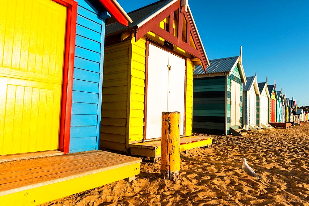 Bathing boxes (beach huts) and Silver gull (Chroicocephalus novaehollandiae) on shores of Port Phillip Bay, Brighton, Victoria, Australia, Pacific