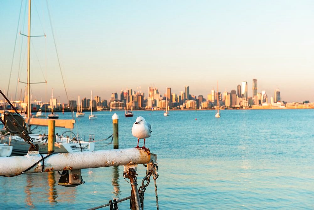 Seagull and City of Melbourne from Williamstown Port across Port Phillip Bay, Williamstown, Victoria, Australia