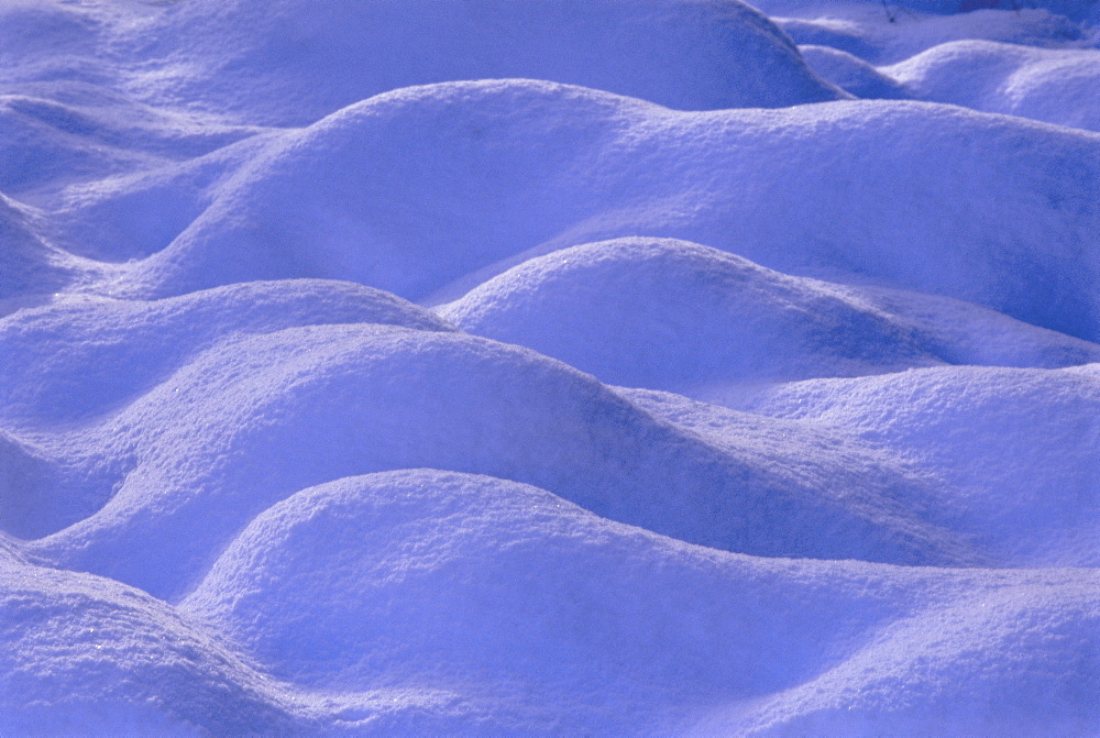 Snow covering heather, Scotland, UK, Europe