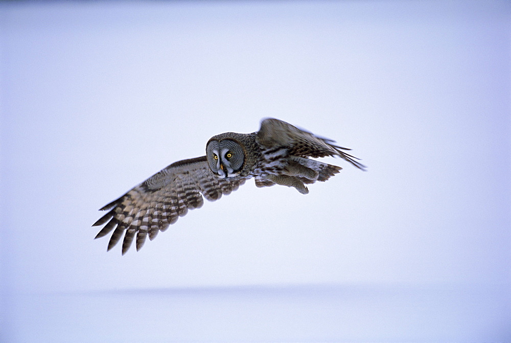 Great grey owl (Strix nebulosa) in flight, Finland, Scandinavia, Europe