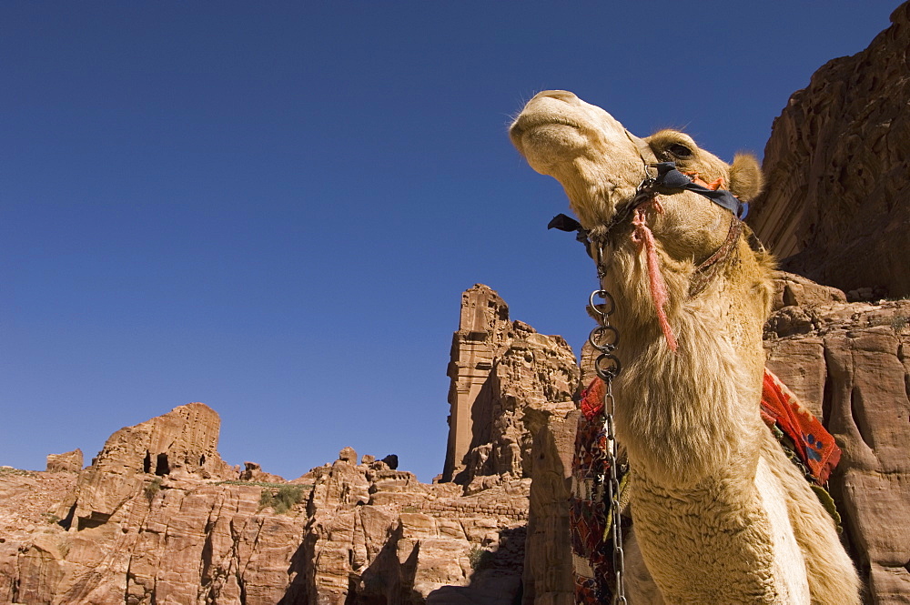 Camel, Petra, Jordan, Middle East