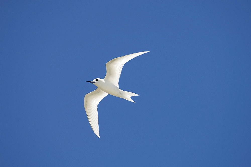 White tern, Bird Island, Tikehau, Tuamotu Archipelago, French Polynesia, Pacific Islands, Pacific