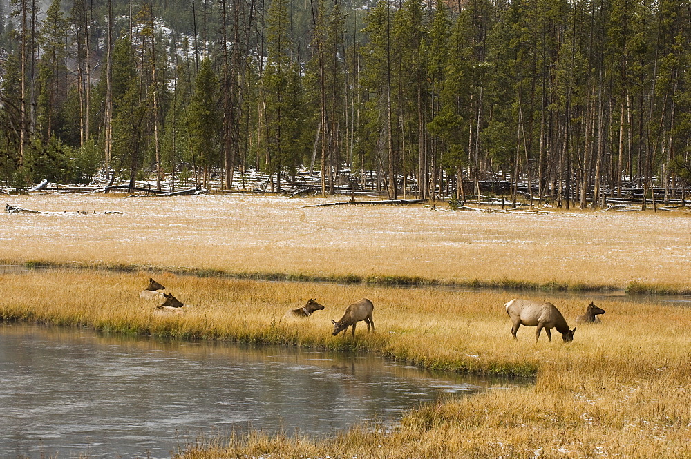 Elk, Firehole River, Yellowstone National Park, UNESCO World Heritage Site, Wyoming, United States of America, North America