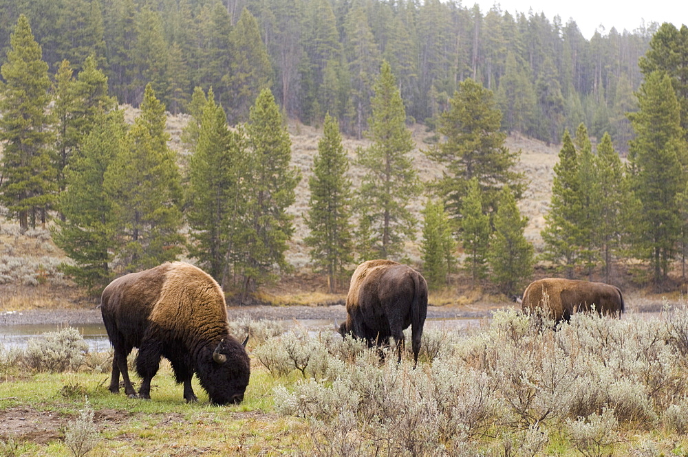 Bisons, Yellowstone National Park, UNESCO World Heritage Site, Wyoming, United States of America, North America