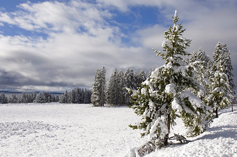 Yellowstone National Park area in winter, Wyoming, United States of America, North America